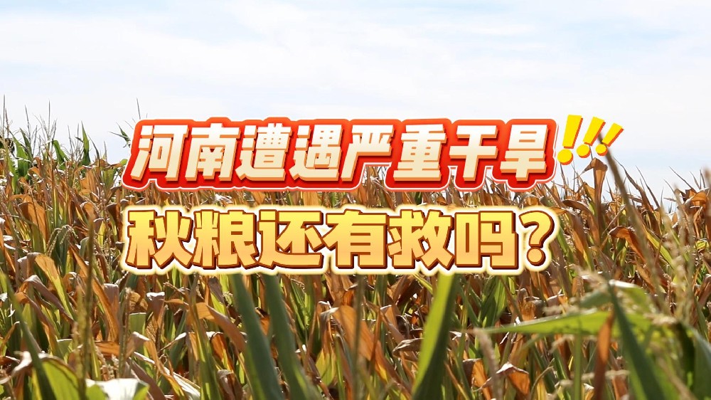 河南遭遇严重旱情，秋粮如何恢复生机？